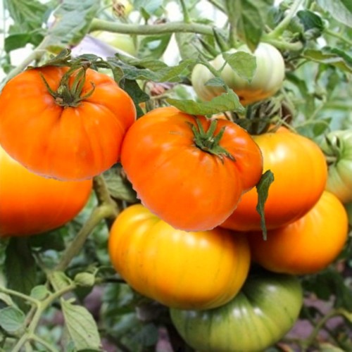 Solanum lycopersicum 'Golden Age' - Harilik tomat 'Golden Age' P9/0,55L    